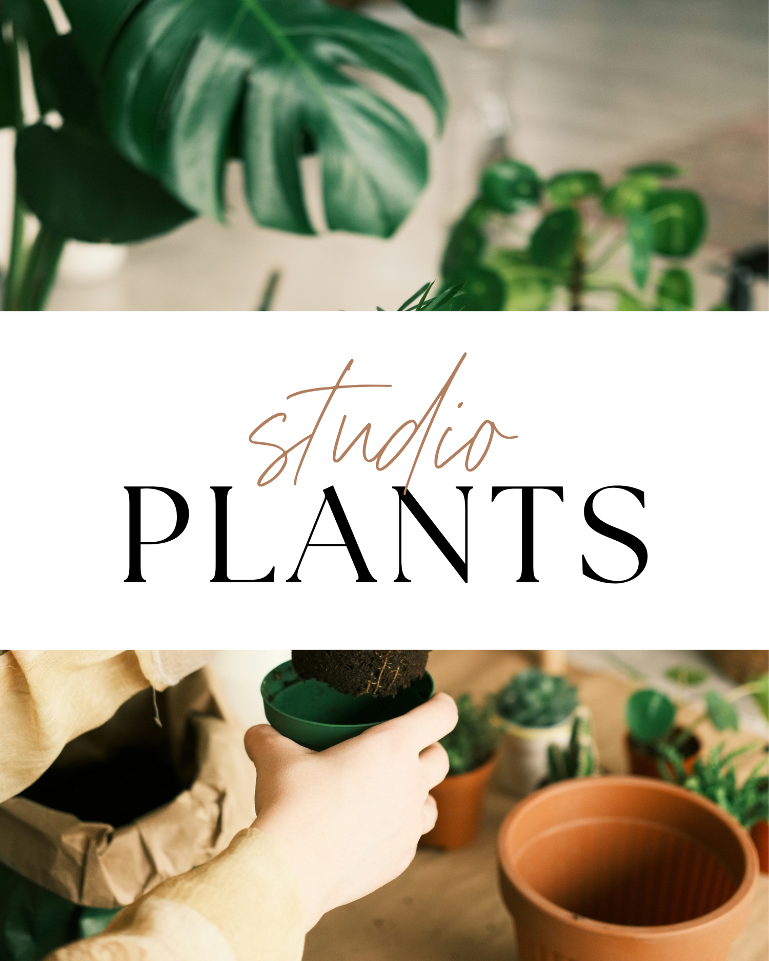 Studio Plants