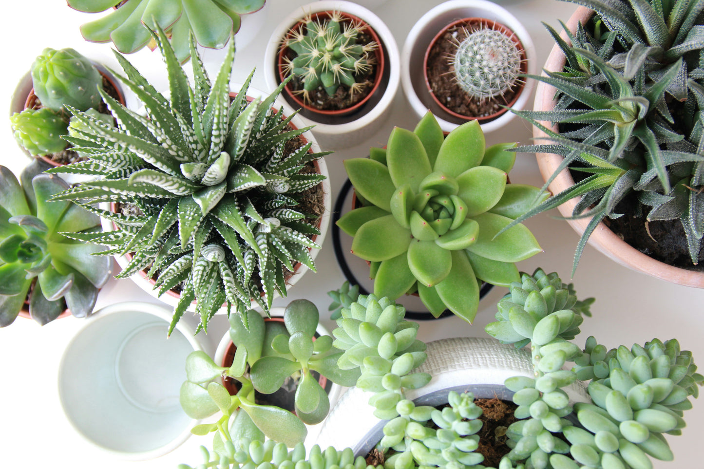 Studio Plants