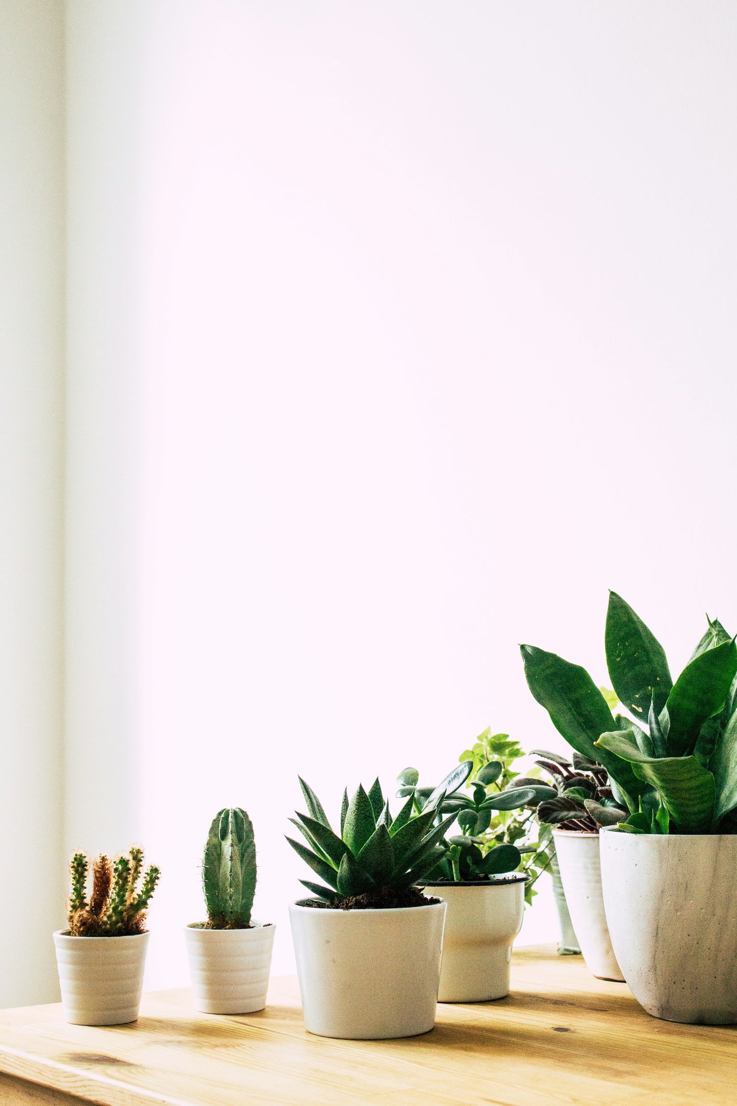 Studio Plants